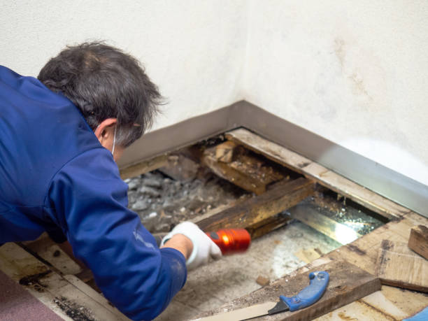 Best Residential Mold Remediation in Lla Lla East, WA