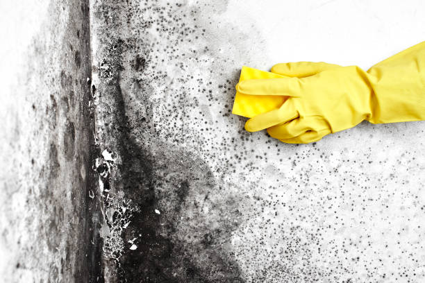 Best DIY Mold Remediation Support Services in Lla Lla East, WA