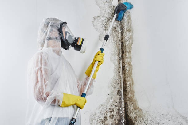 Best Kitchen Mold Remediation in Lla Lla East, WA