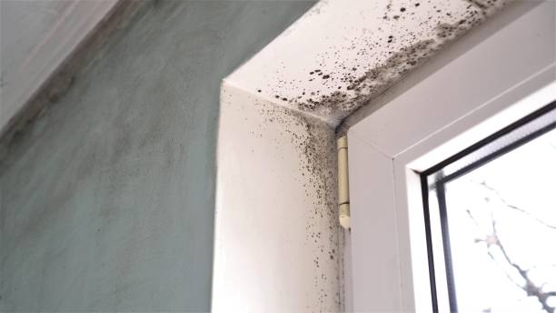 Best Health and Safety Mold Remediation in Lla Lla East, WA