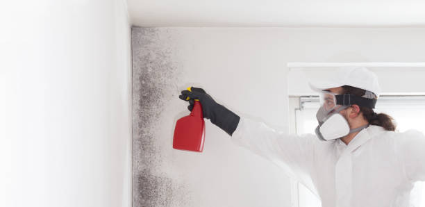 Best Black Mold Remediation in Lla Lla East, WA